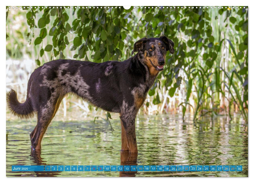 Der Beauceron (CALVENDO Premium Wandkalender 2025)