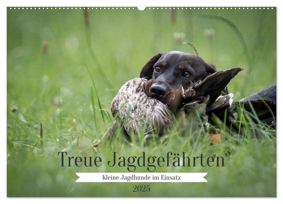 Treue Jagdgefährten - Kleine Jagdhunde im Einsatz (CALVENDO Wandkalender 2025)