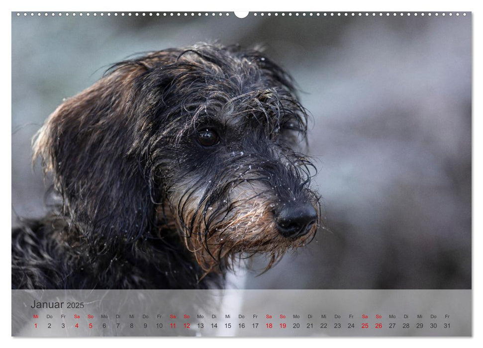 Treue Jagdgefährten - Kleine Jagdhunde im Einsatz (CALVENDO Wandkalender 2025)