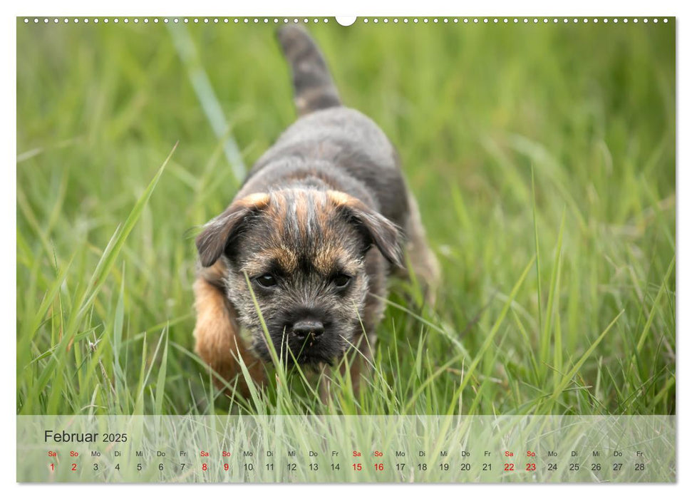 Treue Jagdgefährten - Kleine Jagdhunde im Einsatz (CALVENDO Wandkalender 2025)