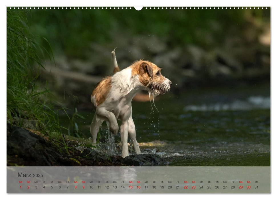 Treue Jagdgefährten - Kleine Jagdhunde im Einsatz (CALVENDO Wandkalender 2025)