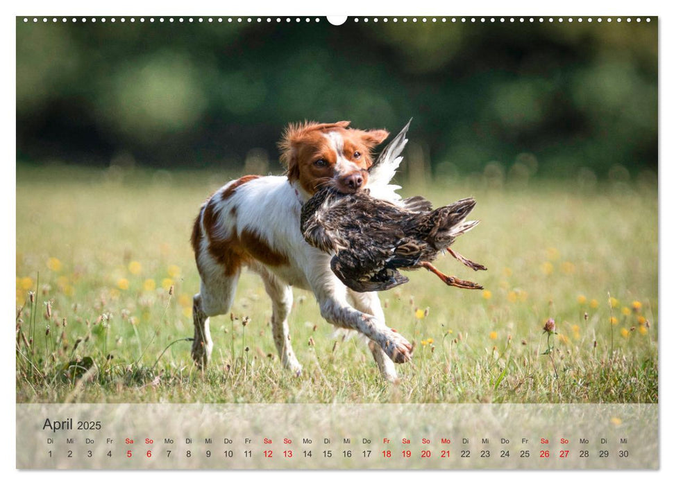 Treue Jagdgefährten - Kleine Jagdhunde im Einsatz (CALVENDO Wandkalender 2025)