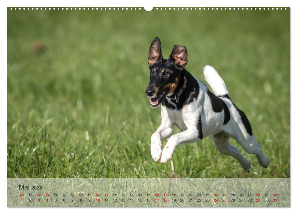 Treue Jagdgefährten - Kleine Jagdhunde im Einsatz (CALVENDO Wandkalender 2025)