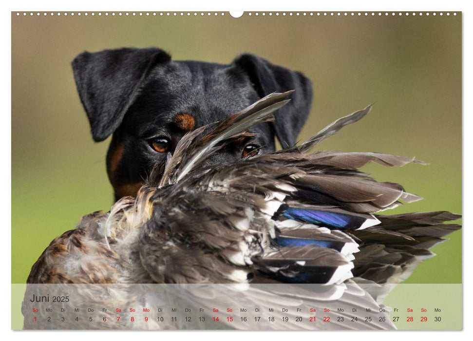 Treue Jagdgefährten - Kleine Jagdhunde im Einsatz (CALVENDO Wandkalender 2025)