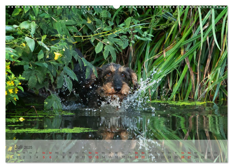 Treue Jagdgefährten - Kleine Jagdhunde im Einsatz (CALVENDO Premium Wandkalender 2025)