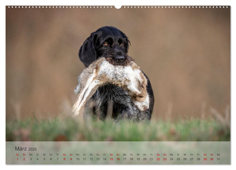 Treue Jagdgefährten - Der Deutsch Drahthaar (CALVENDO Wandkalender 2025)