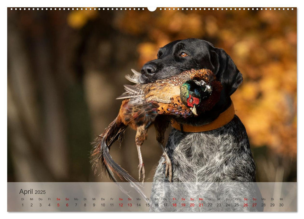 Treue Jagdgefährten - Der Deutsch Drahthaar (CALVENDO Wandkalender 2025)