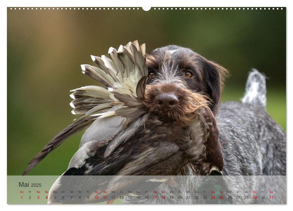 Treue Jagdgefährten - Der Deutsch Drahthaar (CALVENDO Premium Wandkalender 2025)