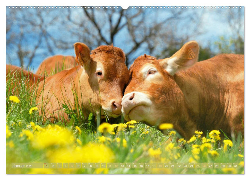 Kuh-Idylle: Suchen Sie die Ruhe in der Natur? (CALVENDO Wandkalender 2025)