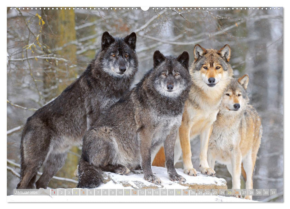 Wildtiere des Waldes: Hier wird der Mythos Wald lebendig (CALVENDO Wandkalender 2025)