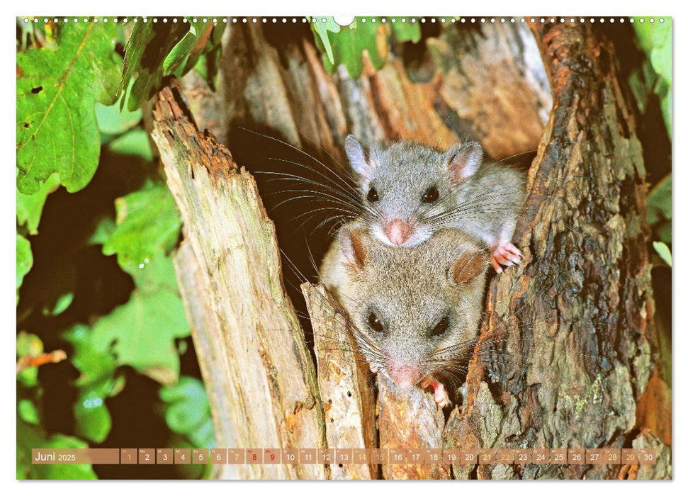 Wildtiere des Waldes: Hier wird der Mythos Wald lebendig (CALVENDO Wandkalender 2025)