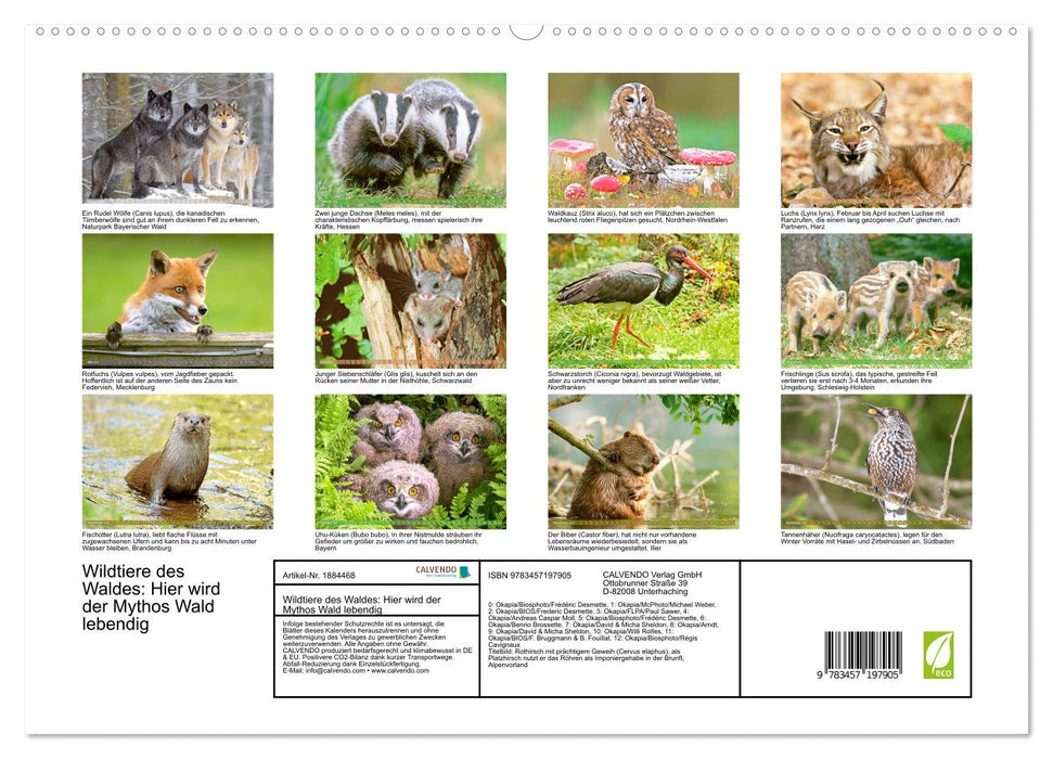 Wildtiere des Waldes: Hier wird der Mythos Wald lebendig (CALVENDO Premium Wandkalender 2025)