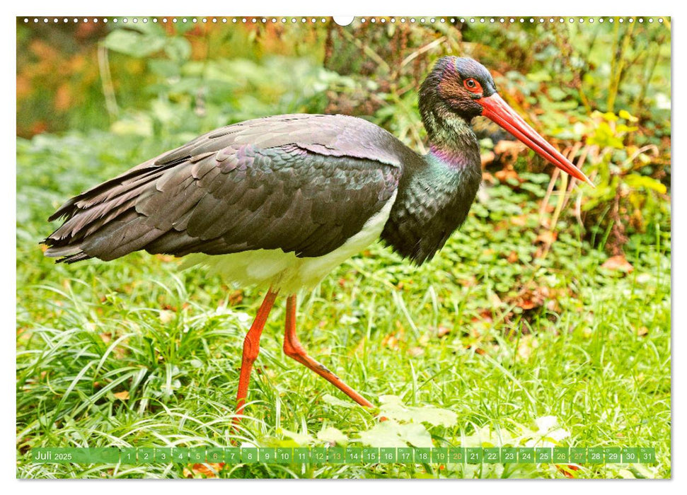 Wildtiere des Waldes: Hier wird der Mythos Wald lebendig (CALVENDO Premium Wandkalender 2025)