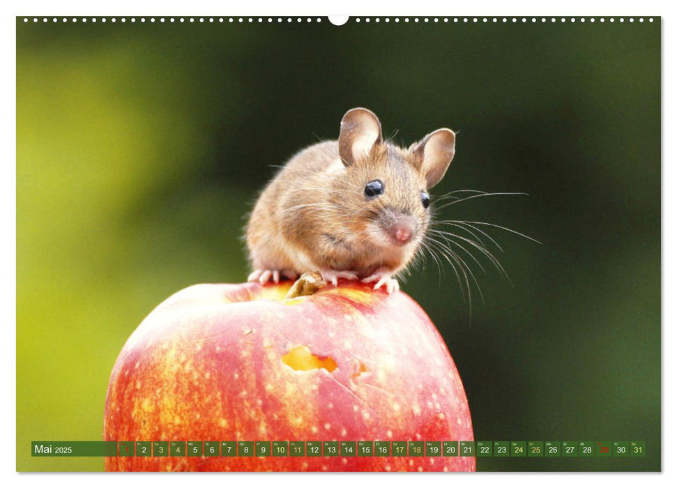 Zauberhafte Mäuse: Von wegen nur Grau (CALVENDO Wandkalender 2025)