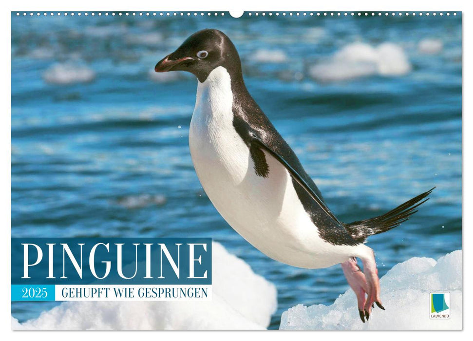 Pinguine: Gehupft wie gesprungen (CALVENDO Wandkalender 2025)