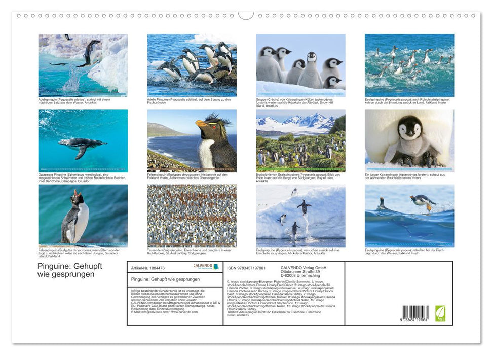 Pinguine: Gehupft wie gesprungen (CALVENDO Wandkalender 2025)