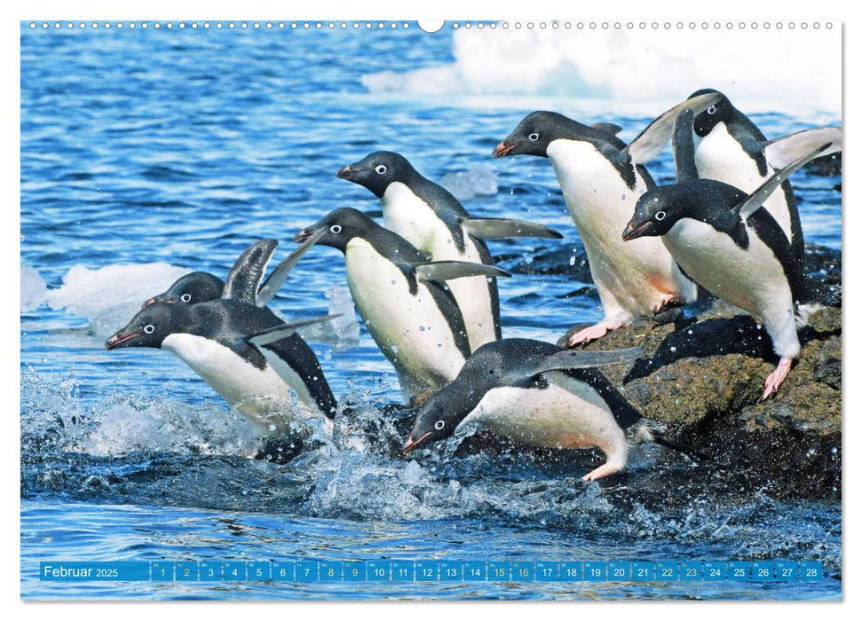 Pinguine: Gehupft wie gesprungen (CALVENDO Wandkalender 2025)