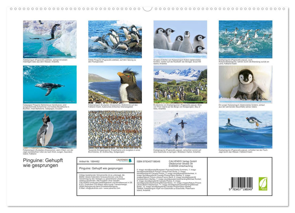 Pinguine: Gehupft wie gesprungen (CALVENDO Premium Wandkalender 2025)