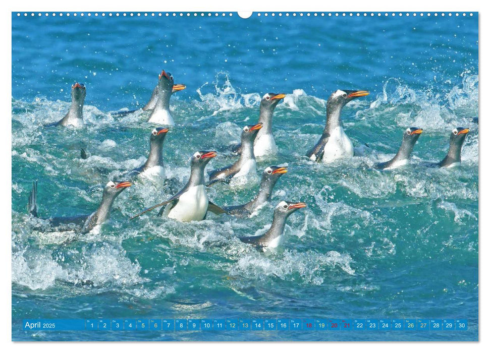 Pinguine: Gehupft wie gesprungen (CALVENDO Premium Wandkalender 2025)