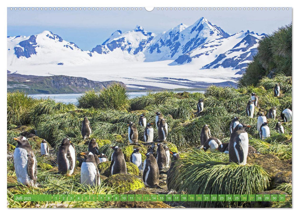 Pinguine: Gehupft wie gesprungen (CALVENDO Premium Wandkalender 2025)