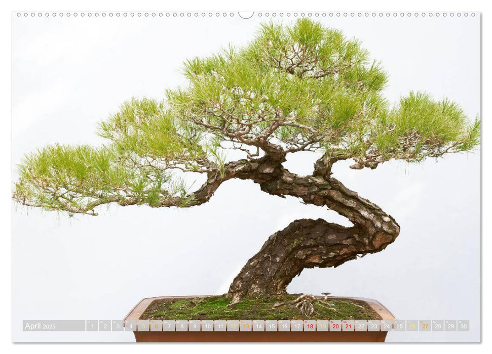 Gartenkunst aus Japan: Bonsai (CALVENDO Wandkalender 2025)