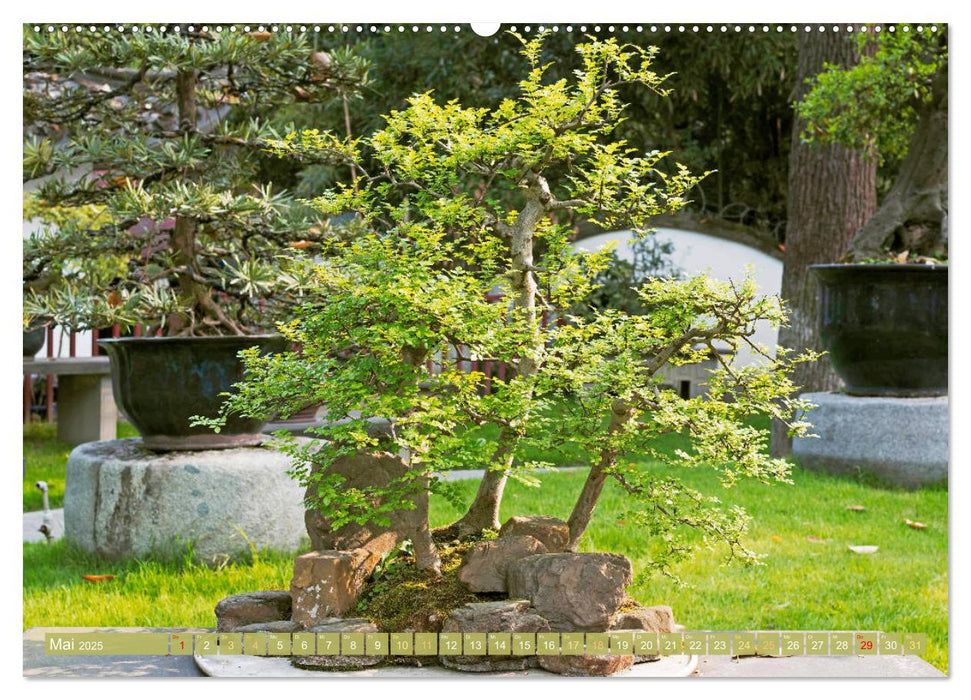 Gartenkunst aus Japan: Bonsai (CALVENDO Wandkalender 2025)