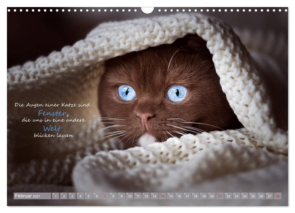 Ich schaffe das! Der Katzen Motivations Kalender (CALVENDO Wandkalender 2021)