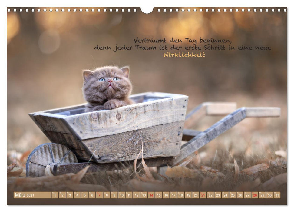 Ich schaffe das! Der Katzen Motivations Kalender (CALVENDO Wandkalender 2021)