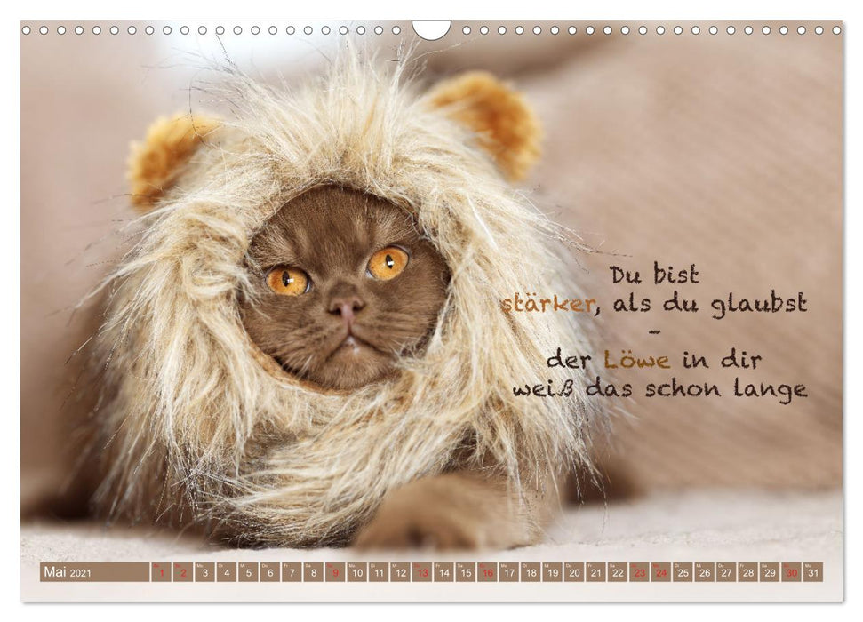 Ich schaffe das! Der Katzen Motivations Kalender (CALVENDO Wandkalender 2021)