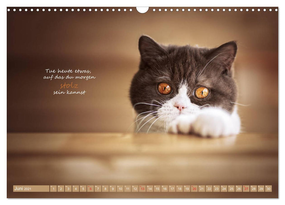 Ich schaffe das! Der Katzen Motivations Kalender (CALVENDO Wandkalender 2021)