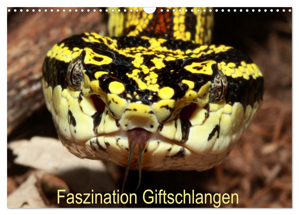 Faszination Giftschlangen (CALVENDO Wandkalender 2025)