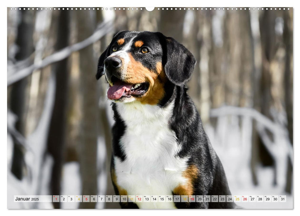 Entlebucher - Temperamentvolle Schweizer Sennenhunde (CALVENDO Premium Wandkalender 2025)