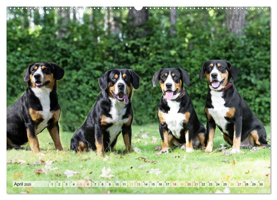 Entlebucher - Temperamentvolle Schweizer Sennenhunde (CALVENDO Premium Wandkalender 2025)