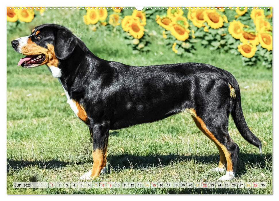 Entlebucher - Temperamentvolle Schweizer Sennenhunde (CALVENDO Premium Wandkalender 2025)