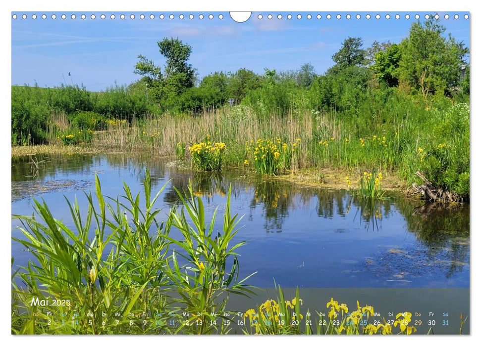 Moorträume - Naturschönheit in Bildern (CALVENDO Wandkalender 2025)