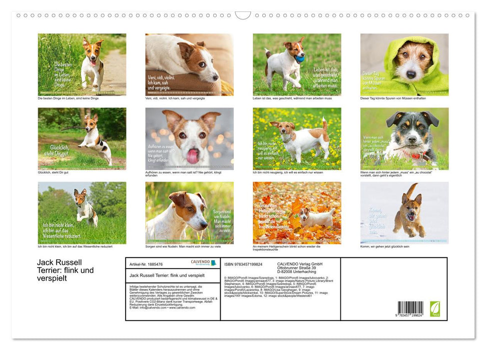 Jack Russell Terrier: flink und verspielt (CALVENDO Wandkalender 2025)