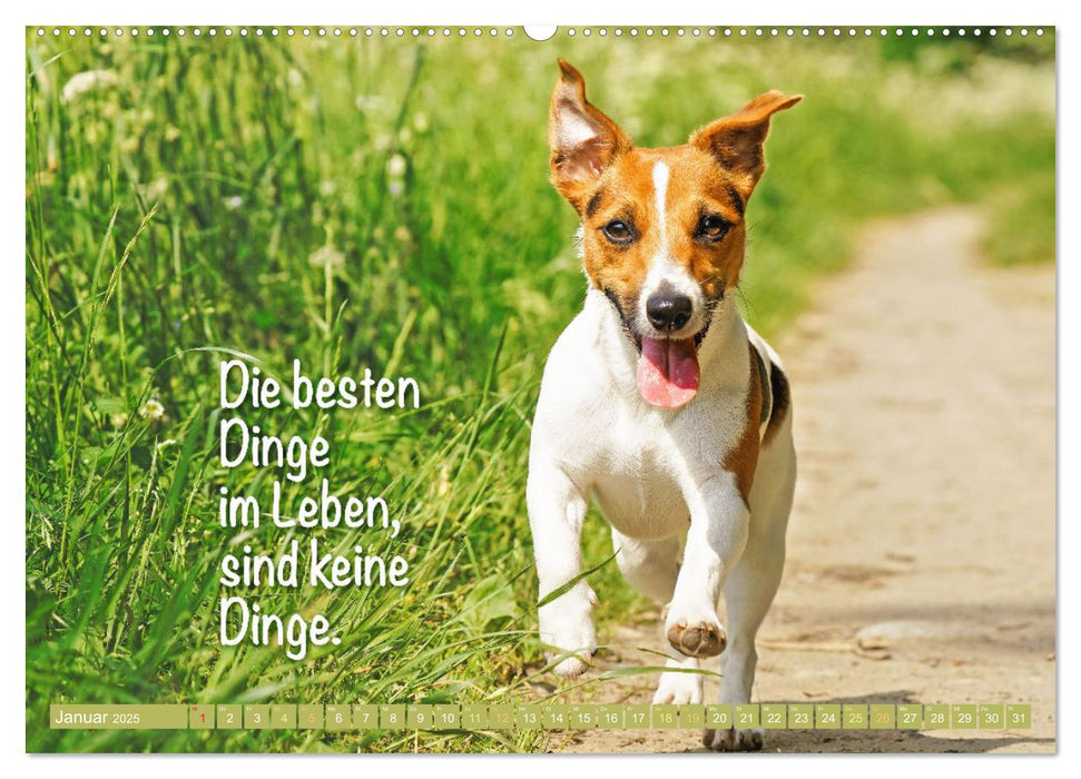 Jack Russell Terrier: flink und verspielt (CALVENDO Wandkalender 2025)