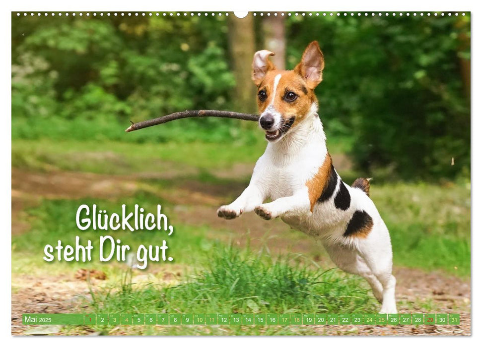 Jack Russell Terrier: flink und verspielt (CALVENDO Wandkalender 2025)