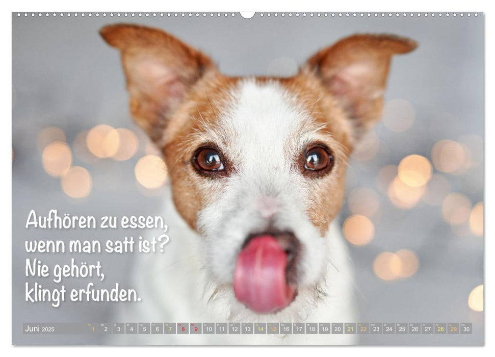 Jack Russell Terrier: flink und verspielt (CALVENDO Wandkalender 2025)