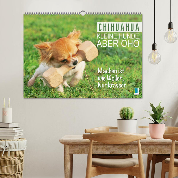 Chihuahua: Kleine Hunde, aber oho (CALVENDO Wandkalender 2025)