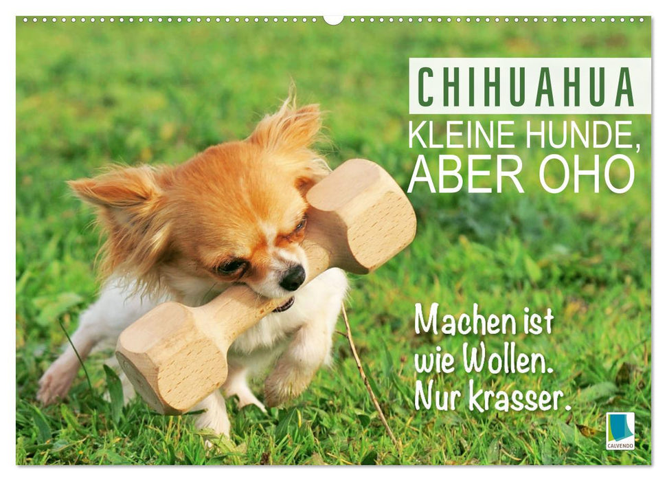 Chihuahua: Kleine Hunde, aber oho (CALVENDO Wandkalender 2025)