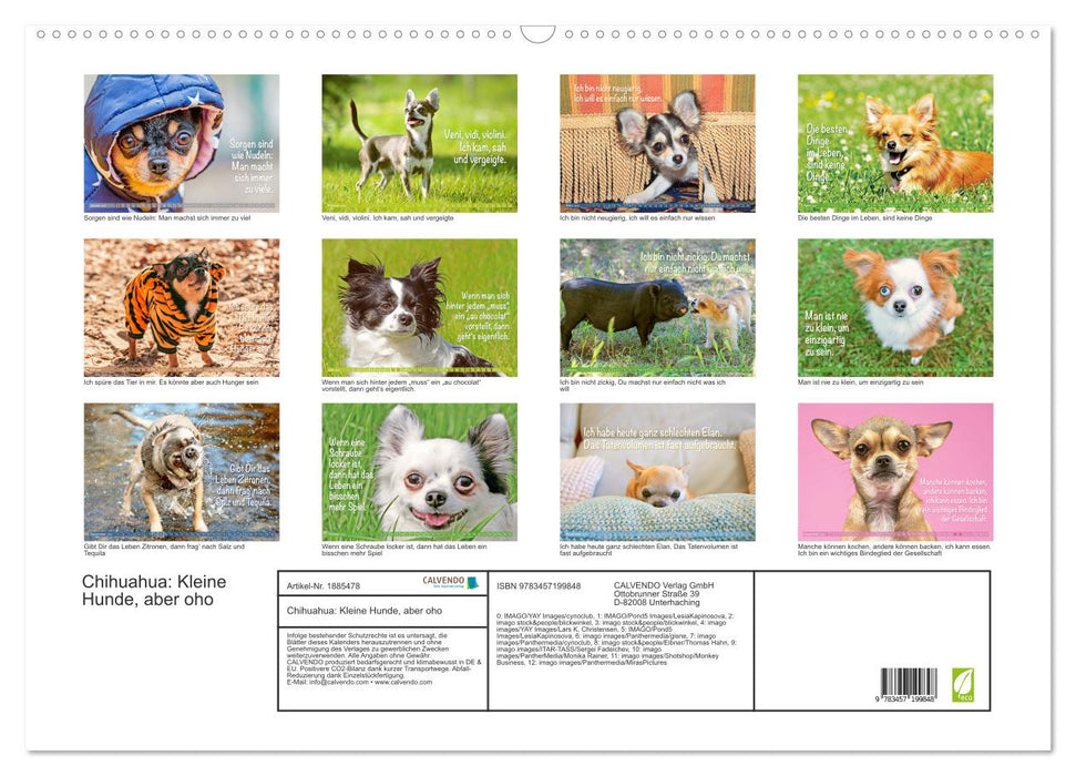 Chihuahua: Kleine Hunde, aber oho (CALVENDO Wandkalender 2025)