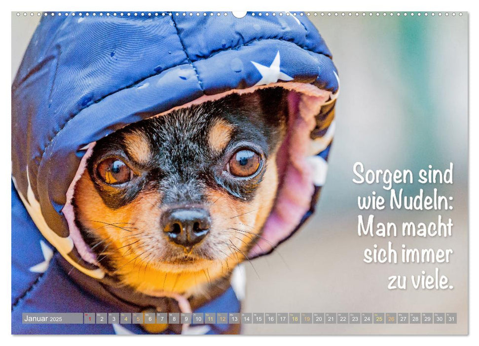 Chihuahua: Kleine Hunde, aber oho (CALVENDO Wandkalender 2025)