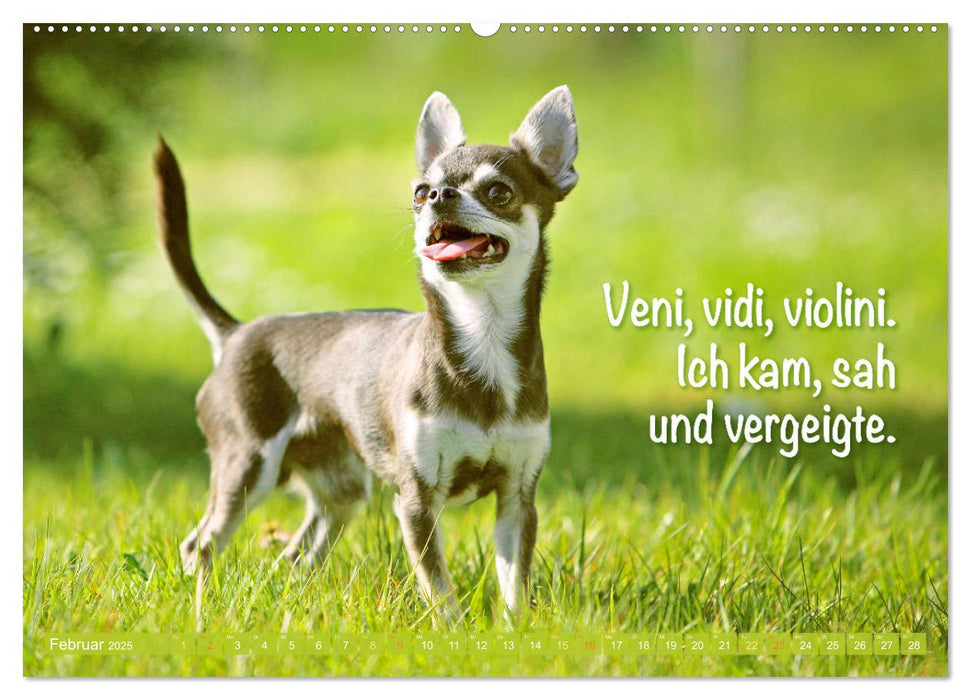 Chihuahua: Kleine Hunde, aber oho (CALVENDO Wandkalender 2025)