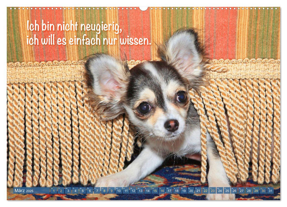 Chihuahua: Kleine Hunde, aber oho (CALVENDO Wandkalender 2025)