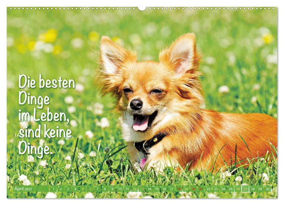 Chihuahua: Kleine Hunde, aber oho (CALVENDO Wandkalender 2025)