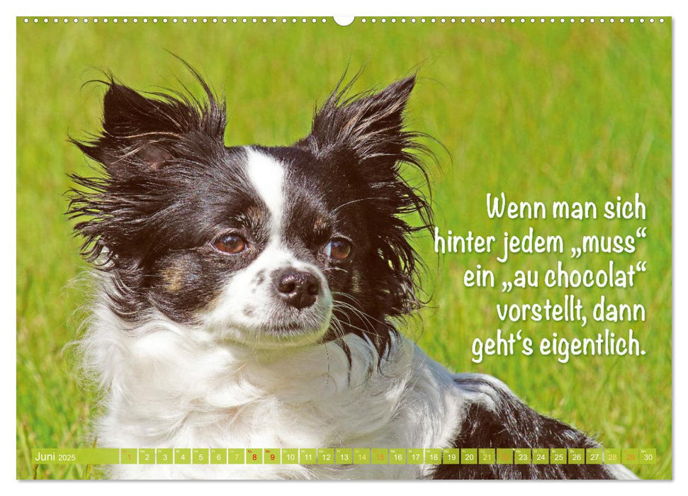 Chihuahua: Kleine Hunde, aber oho (CALVENDO Wandkalender 2025)