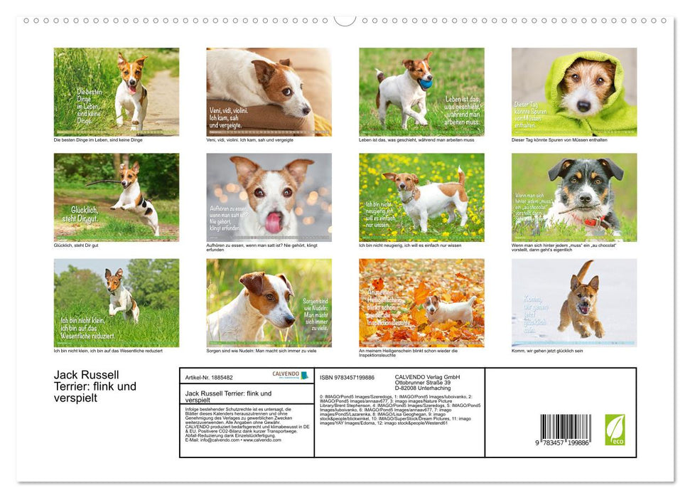 Jack Russell Terrier: flink und verspielt (CALVENDO Premium Wandkalender 2025)