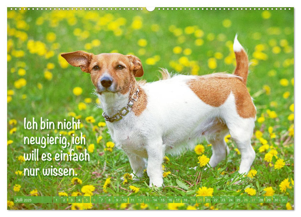 Jack Russell Terrier: flink und verspielt (CALVENDO Premium Wandkalender 2025)