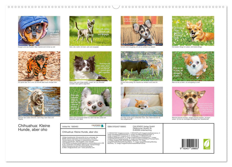 Chihuahua: Kleine Hunde, aber oho (CALVENDO Premium Wandkalender 2025)